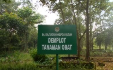 Demplot Tanaman Obat